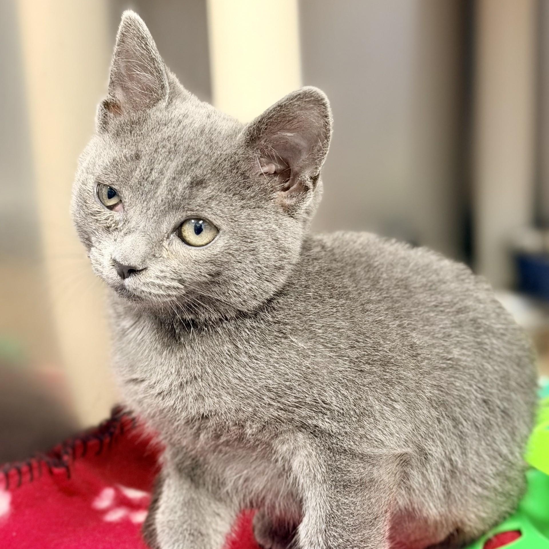 Enlarge Willow, an adoptable Domestic Short Hair in Manahawkin, NJ image 4/4