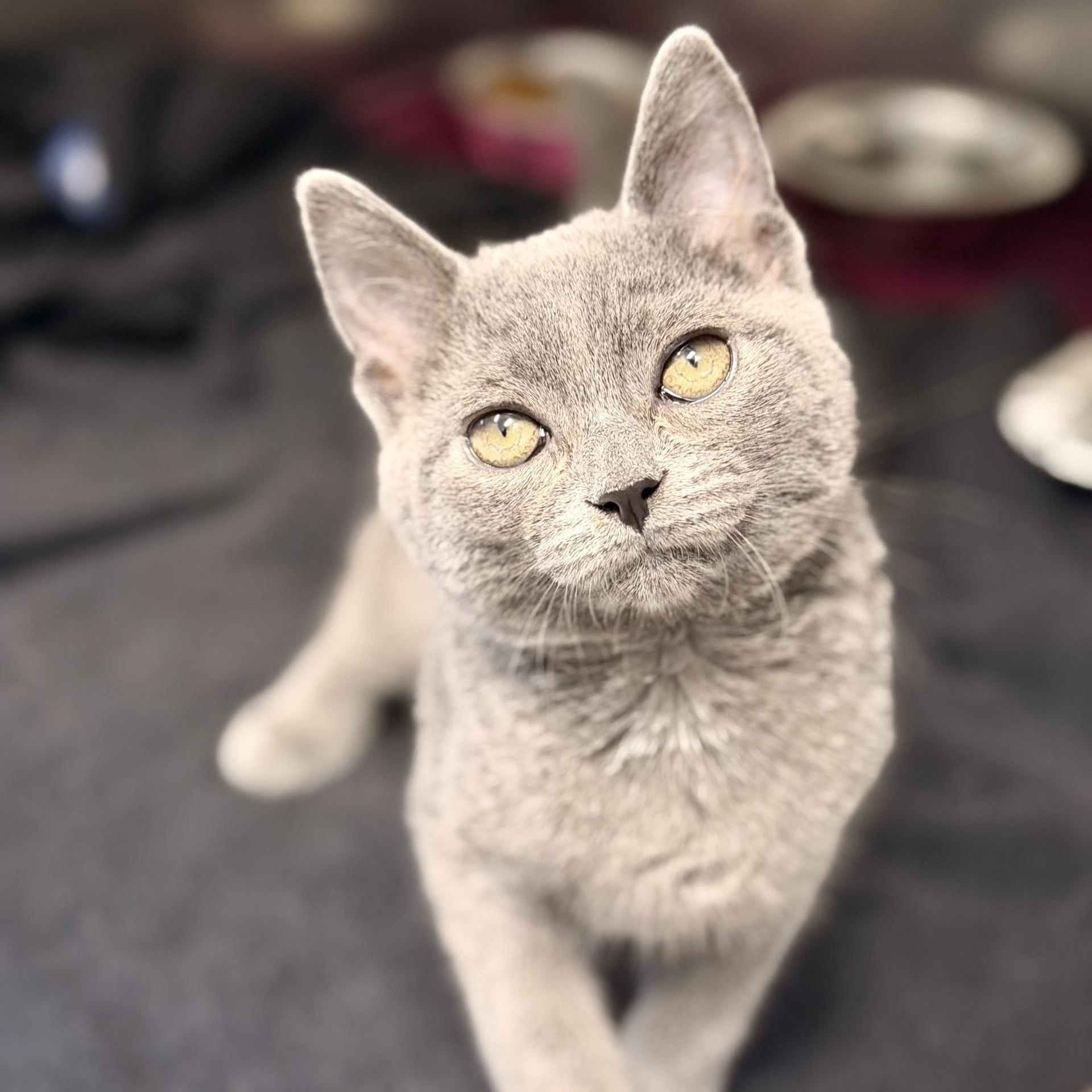 Enlarge Willow, an adoptable Domestic Short Hair in Manahawkin, NJ image 1/4