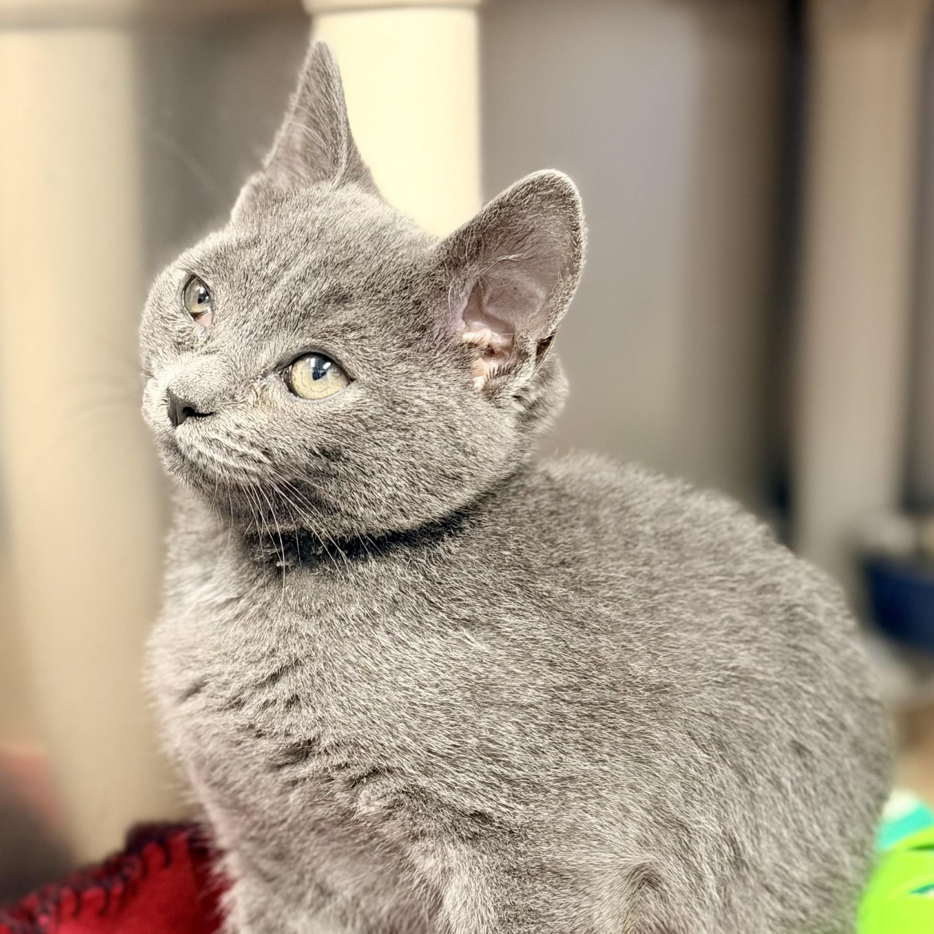 Enlarge Willow, an adoptable Domestic Short Hair in Manahawkin, NJ image 3/4