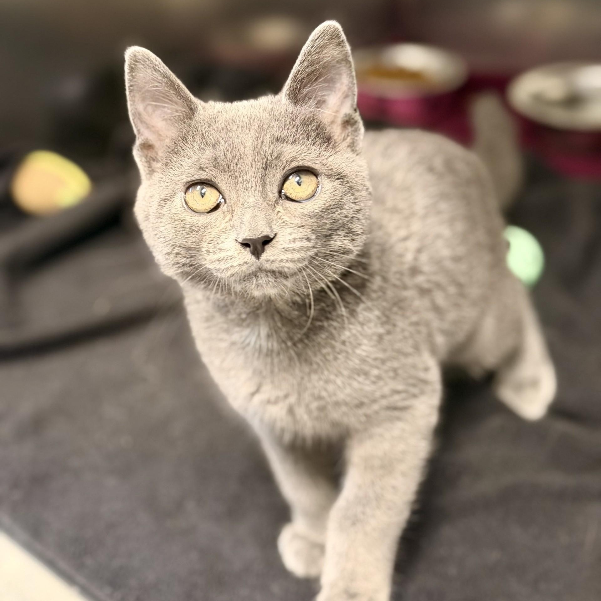 Enlarge Willow, an adoptable Domestic Short Hair in Manahawkin, NJ image 2/4