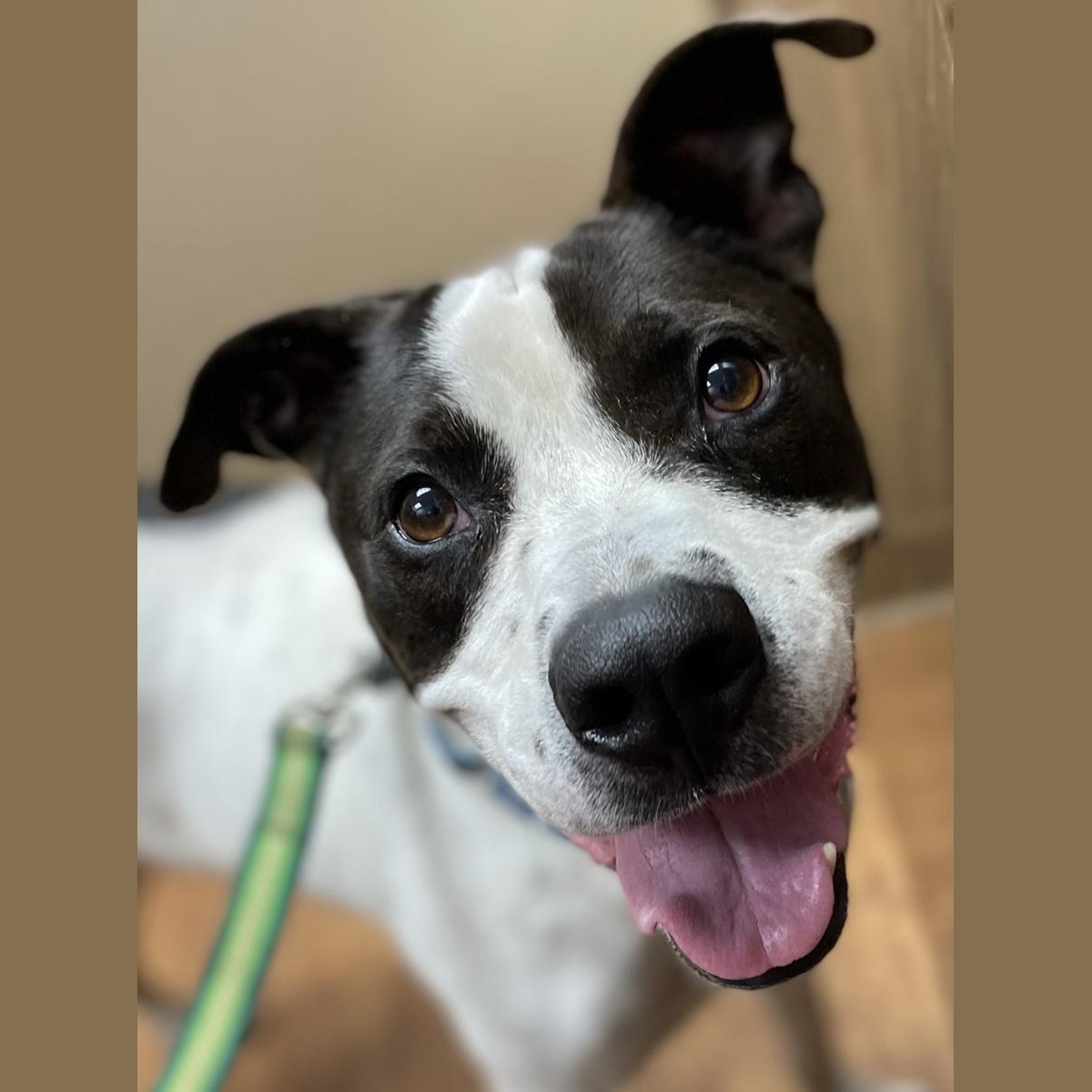 Ty, an adoptable Pointer, Pit Bull Terrier in Georgetown, TX, 78633 | Photo Image 1