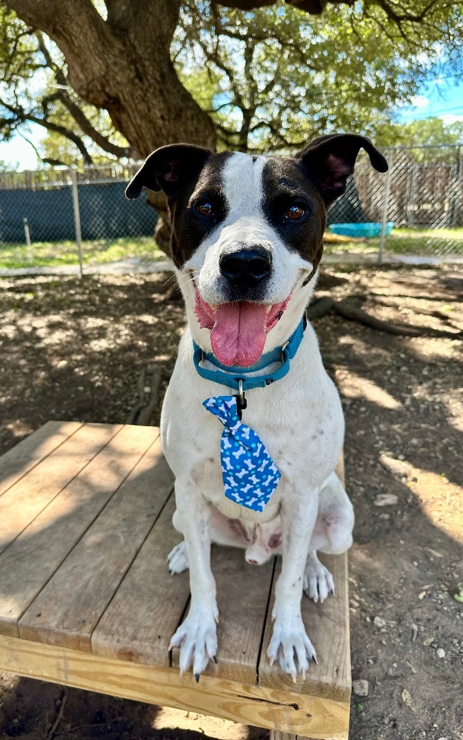 Ty, Adoptable, Adult Male Pointer & Pit Bull Terrier.