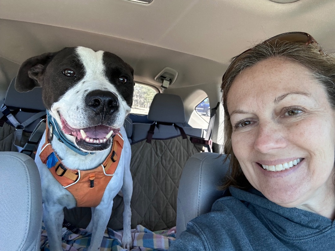 Ty, a Adoptable mixed breed in Georgetown, TX image 4/5