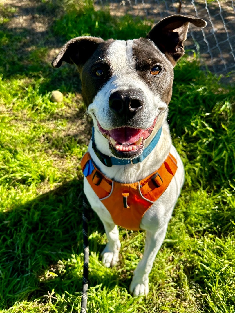 Ty, a Adoptable mixed breed in Georgetown, TX image 5/5
