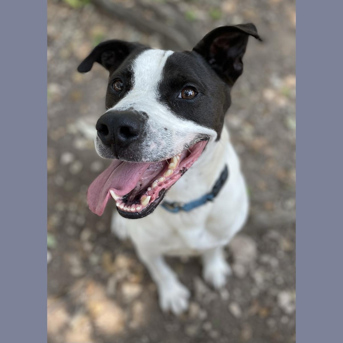 Ty, an adoptable Pointer, Pit Bull Terrier in Georgetown, TX, 78633 | Photo Image 5