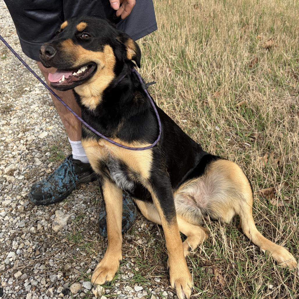 Smokey, Adoptable, Young Female Rottweiler.