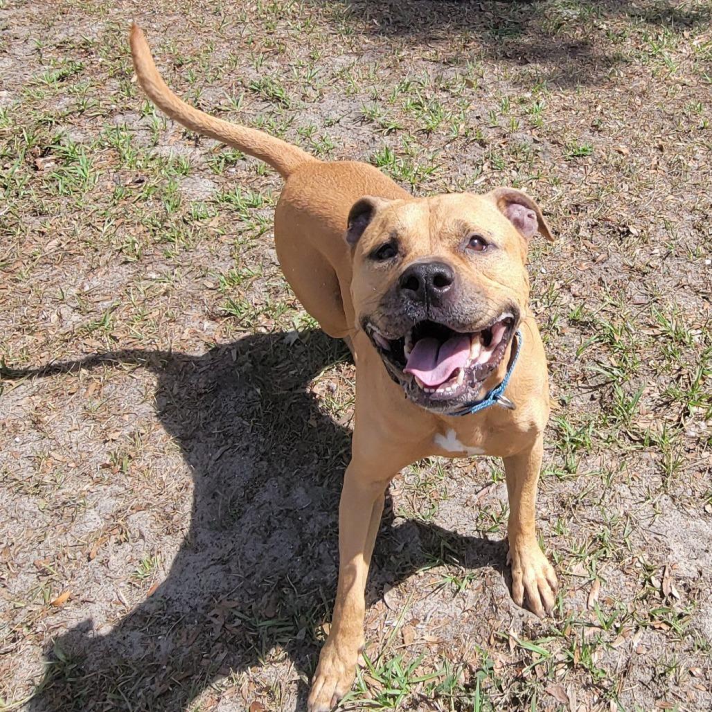 Dallas, Adoptable, Adult Male Mixed Breed.