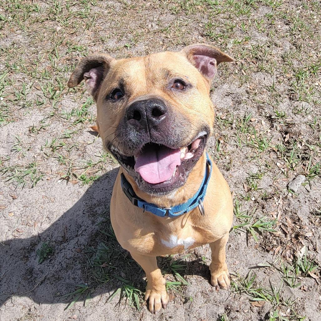 Enlarge Dallas, a Adoptable Mixed Breed in Lake Panasoffkee, FL image 2/6