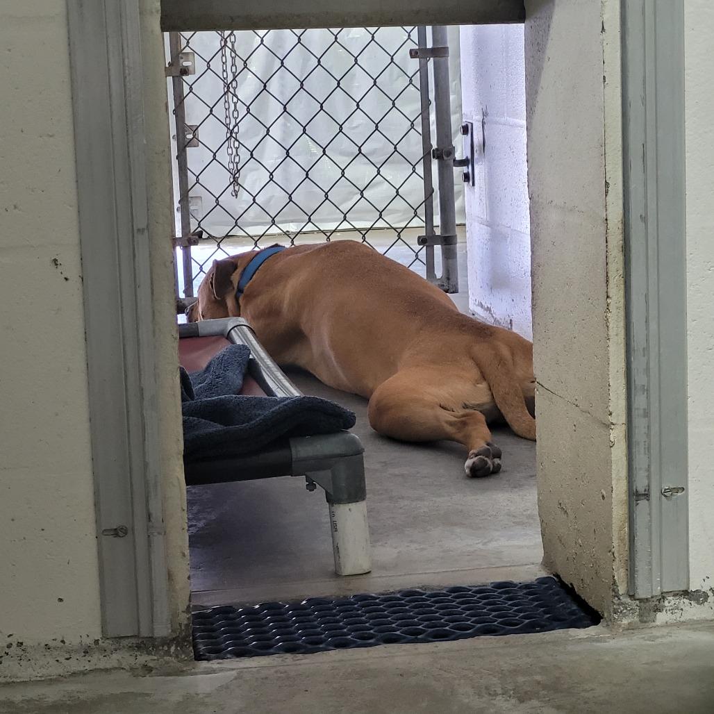 Enlarge Dallas, a Adoptable Mixed Breed in Lake Panasoffkee, FL image 3/6