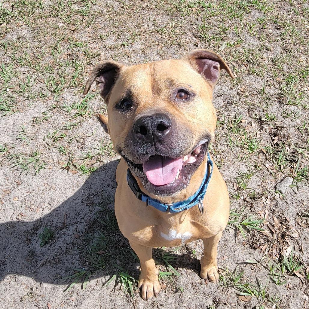 Enlarge Dallas, a Adoptable Mixed Breed in Lake Panasoffkee, FL image 4/6