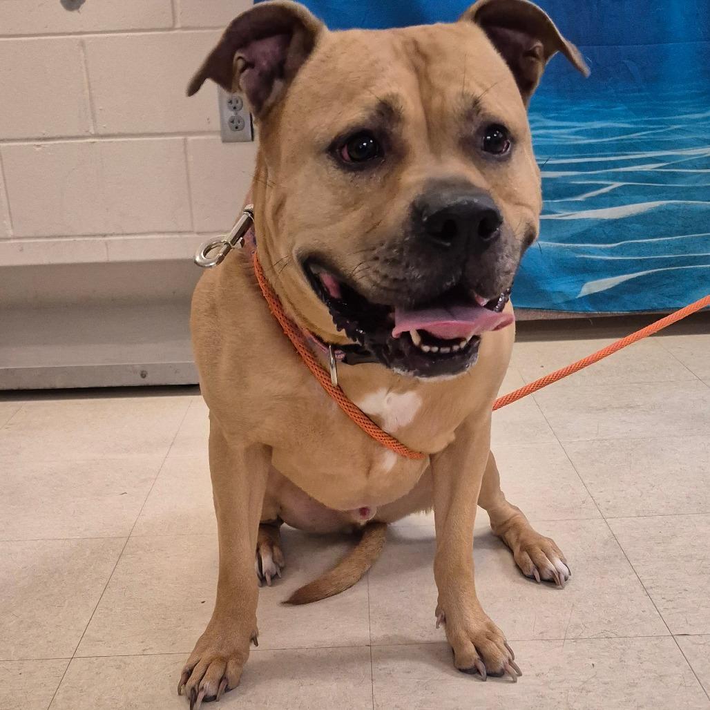 Enlarge Dallas, a Adoptable Mixed Breed in Lake Panasoffkee, FL image 5/6