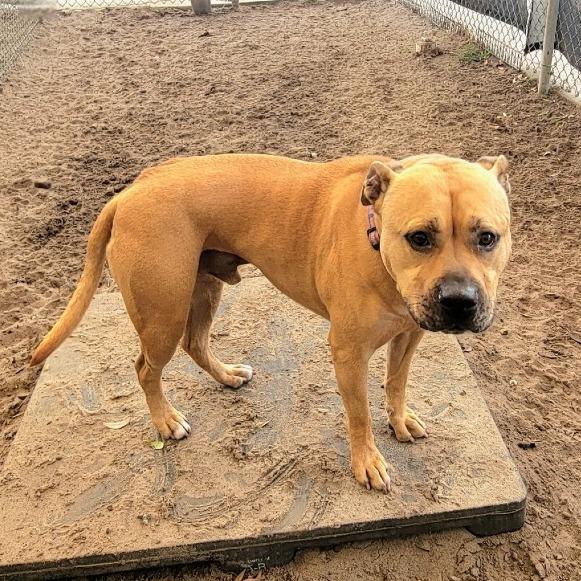 Enlarge Dallas, a Adoptable Mixed Breed in Lake Panasoffkee, FL image 6/6