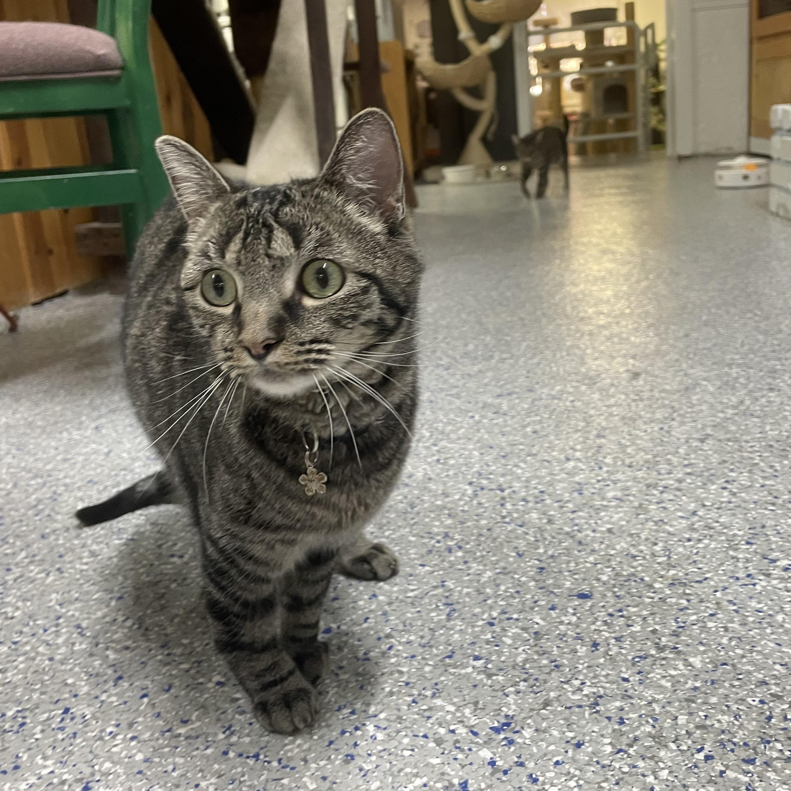 Joey, a Adoptable Tabby in Carson City, NV image 1/2