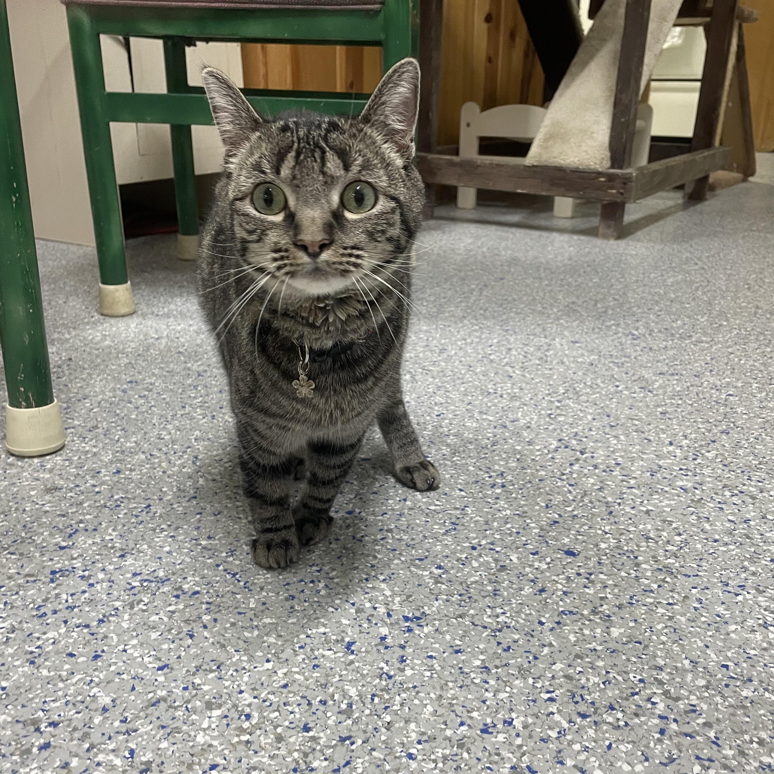 Joey, a Adoptable Tabby in Carson City, NV image 2/2