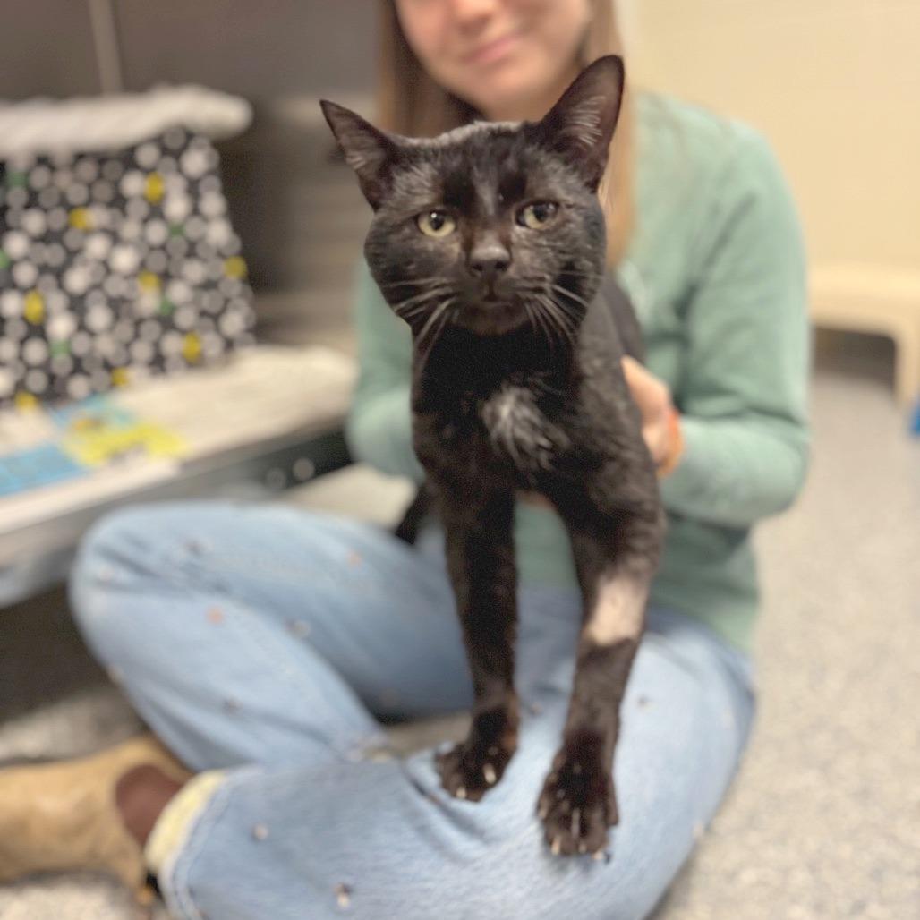 Enlarge Casanova, a Adoptable Domestic Short Hair in Hendersonville, NC image 1/6