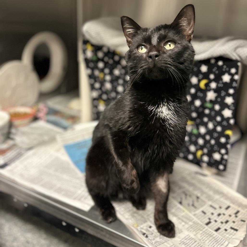 Enlarge Casanova, a Adoptable Domestic Short Hair in Hendersonville, NC image 2/6