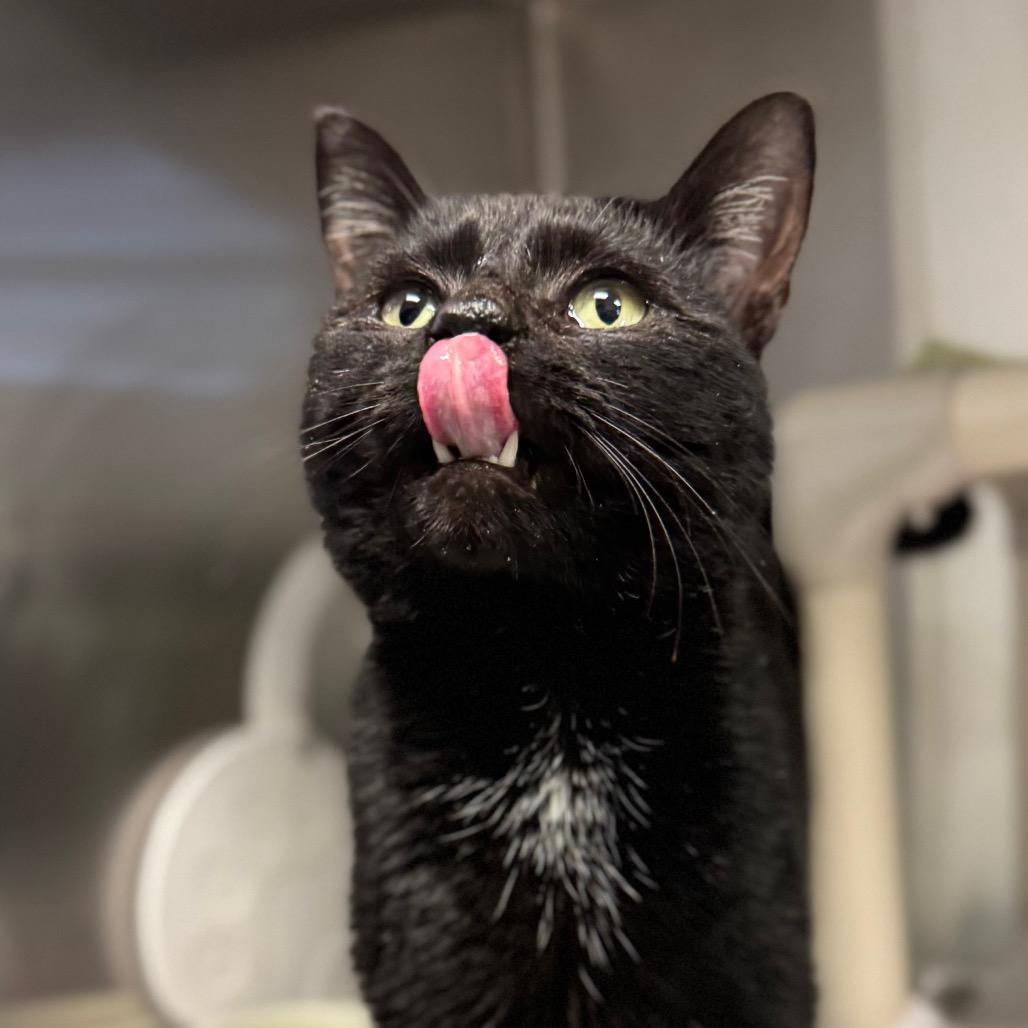 Casanova, Adoptable, Adult Male Domestic Short Hair.