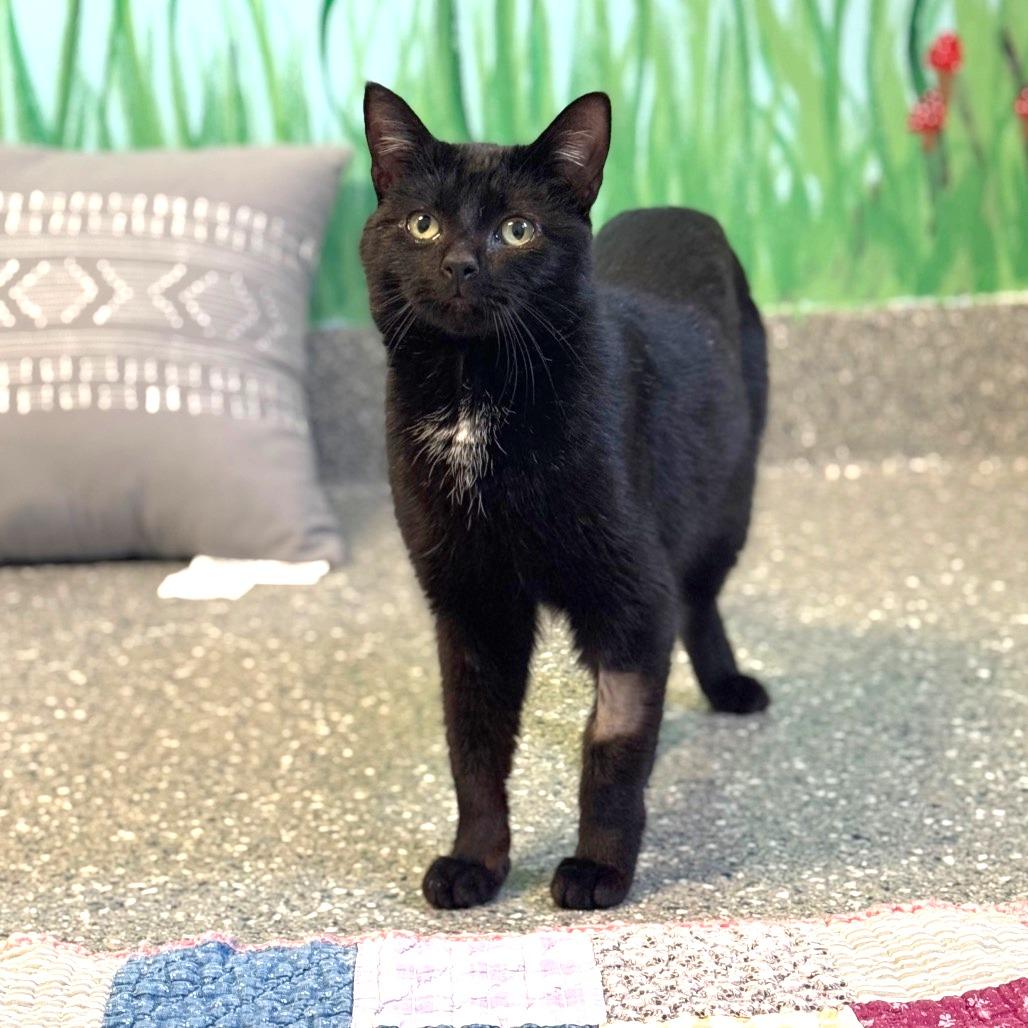 Enlarge Casanova, a Adoptable Domestic Short Hair in Hendersonville, NC image 6/6