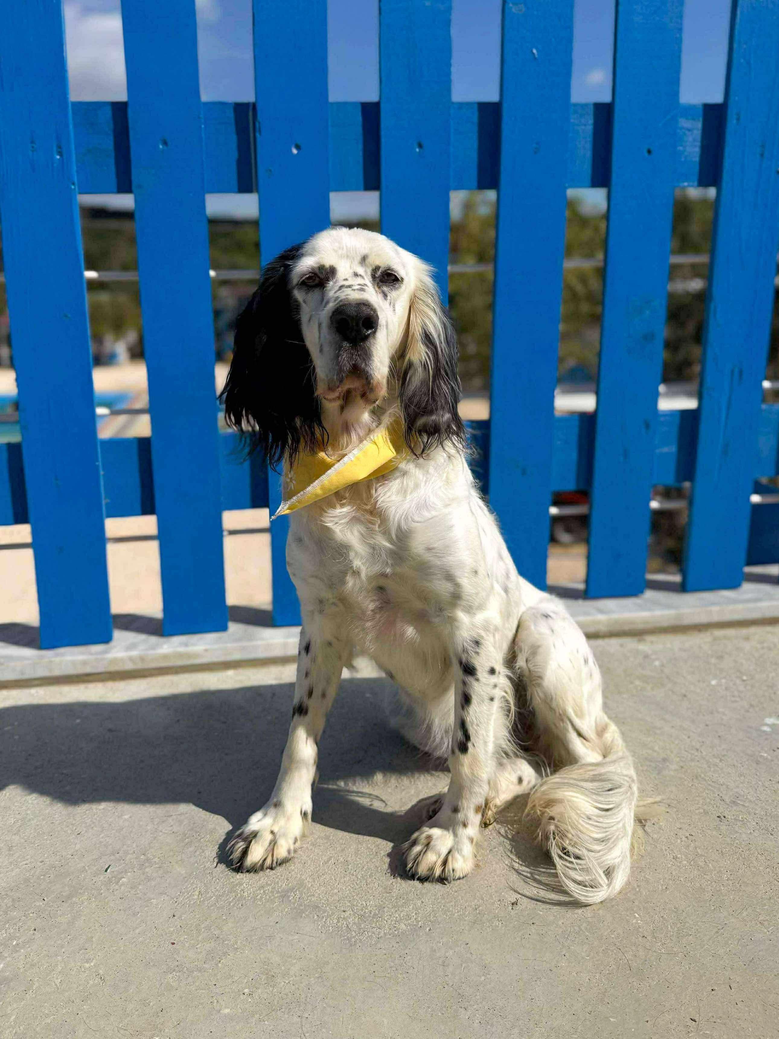 Darlin, adoptable, Adult Female Setter.