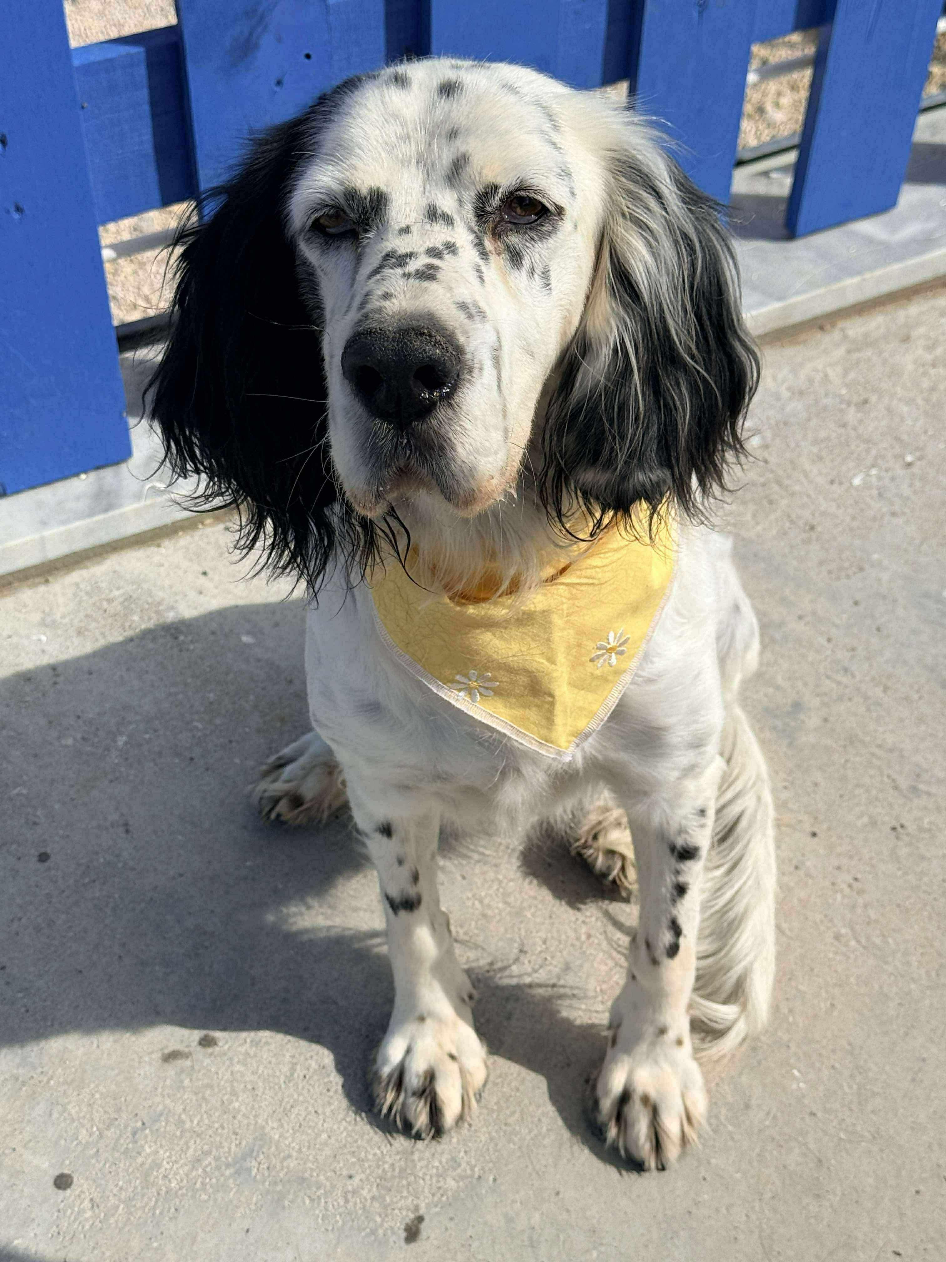 Enlarge Darlin, an adoptable mixed breed in Alexandria, VA image 2/4