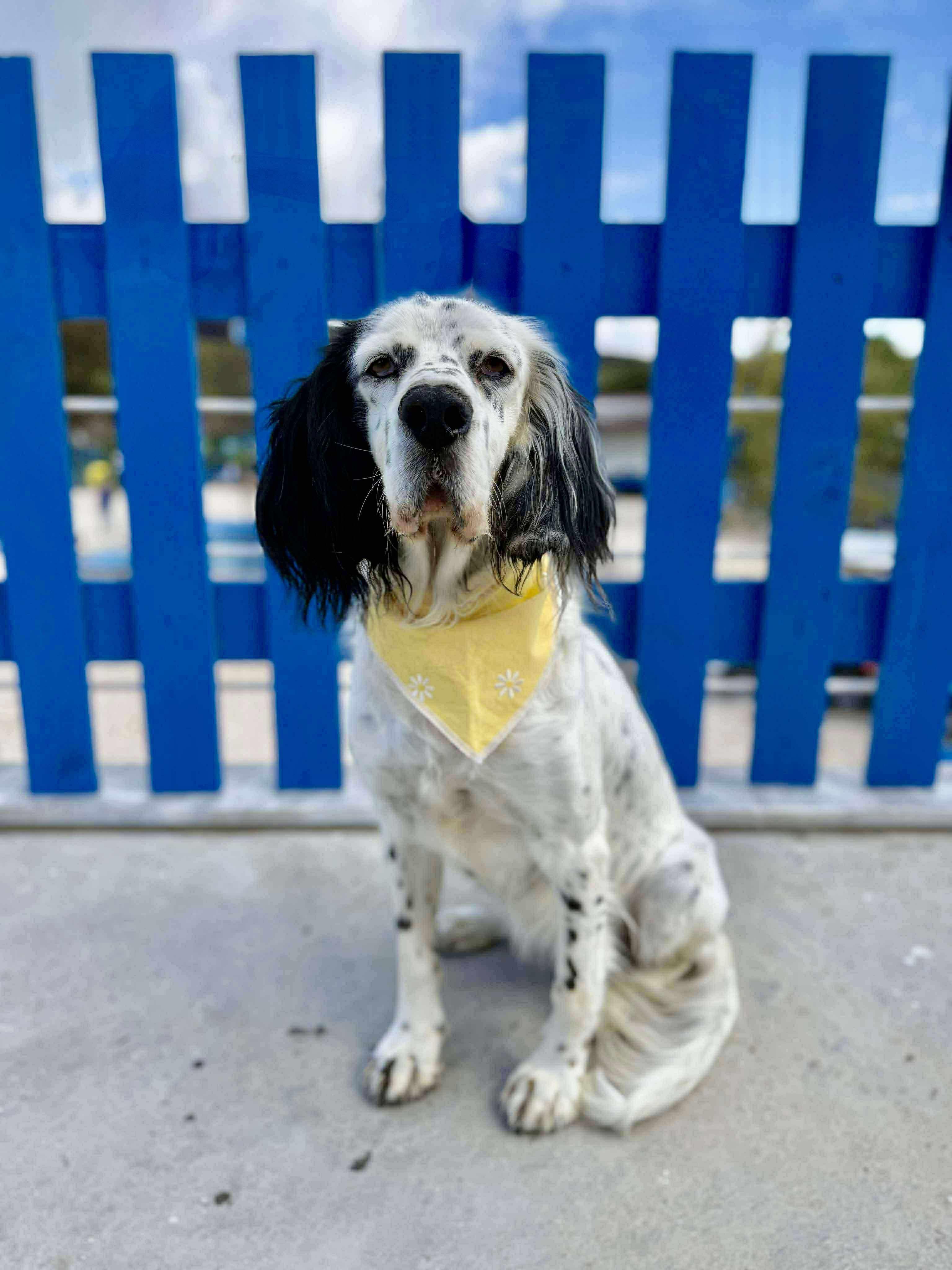 Enlarge Darlin, an adoptable mixed breed in Alexandria, VA image 3/4