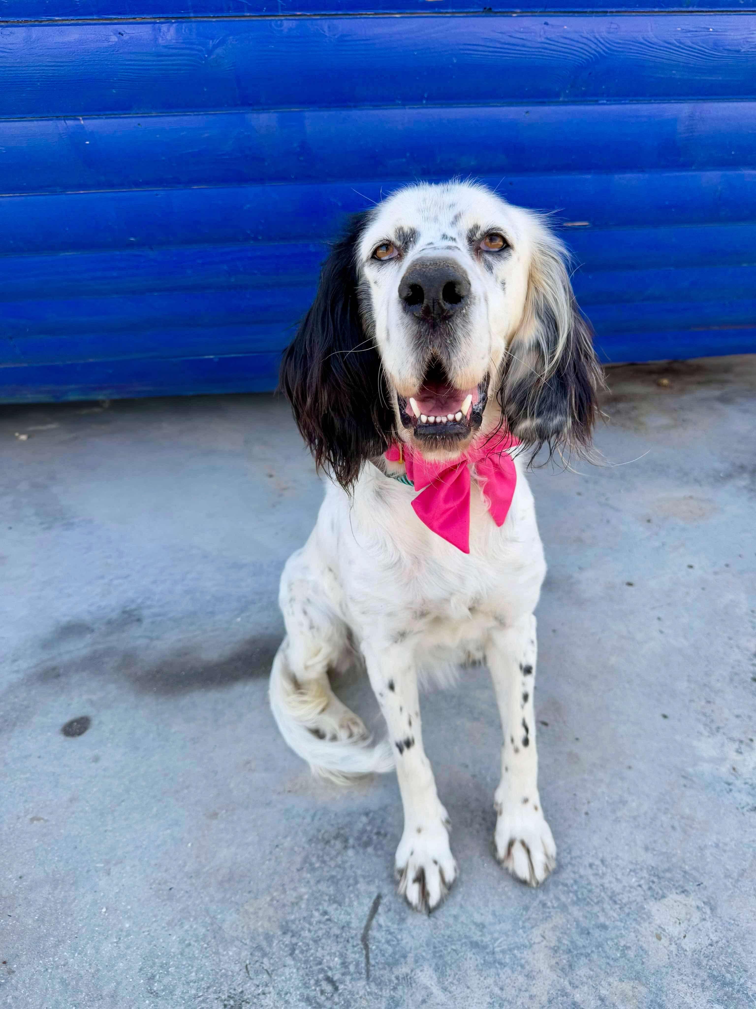 Enlarge Darlin, an adoptable mixed breed in Alexandria, VA image 4/4