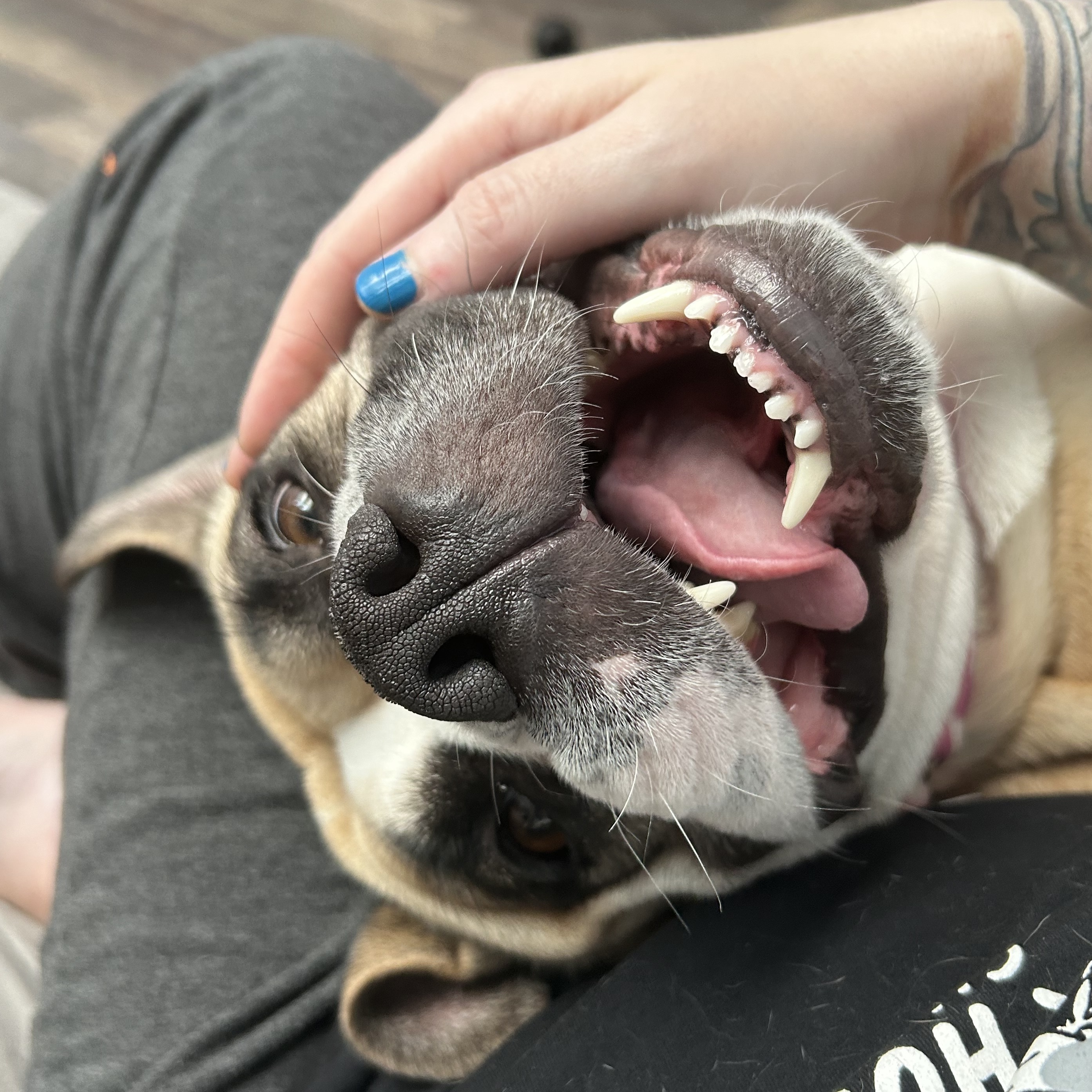 Chickaletta, a Adoptable mixed breed in Chicago, IL image 3/6