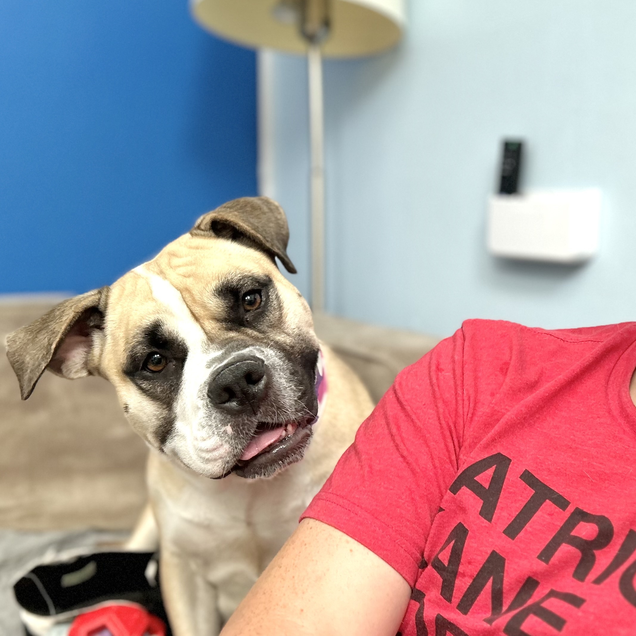 Chickaletta, a Adoptable mixed breed in Chicago, IL image 4/6