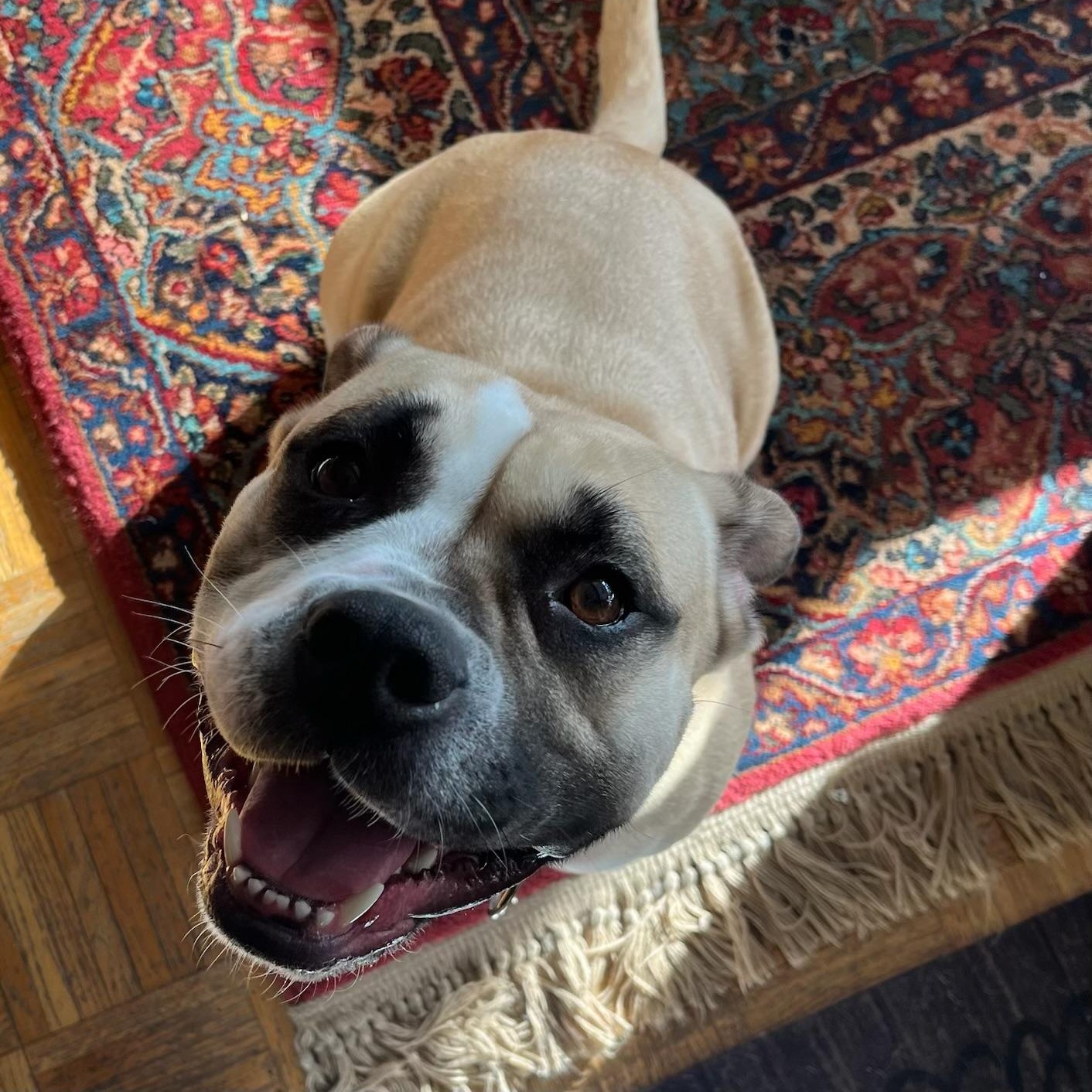 Chickaletta, Adoptable, Adult Female Bulldog.