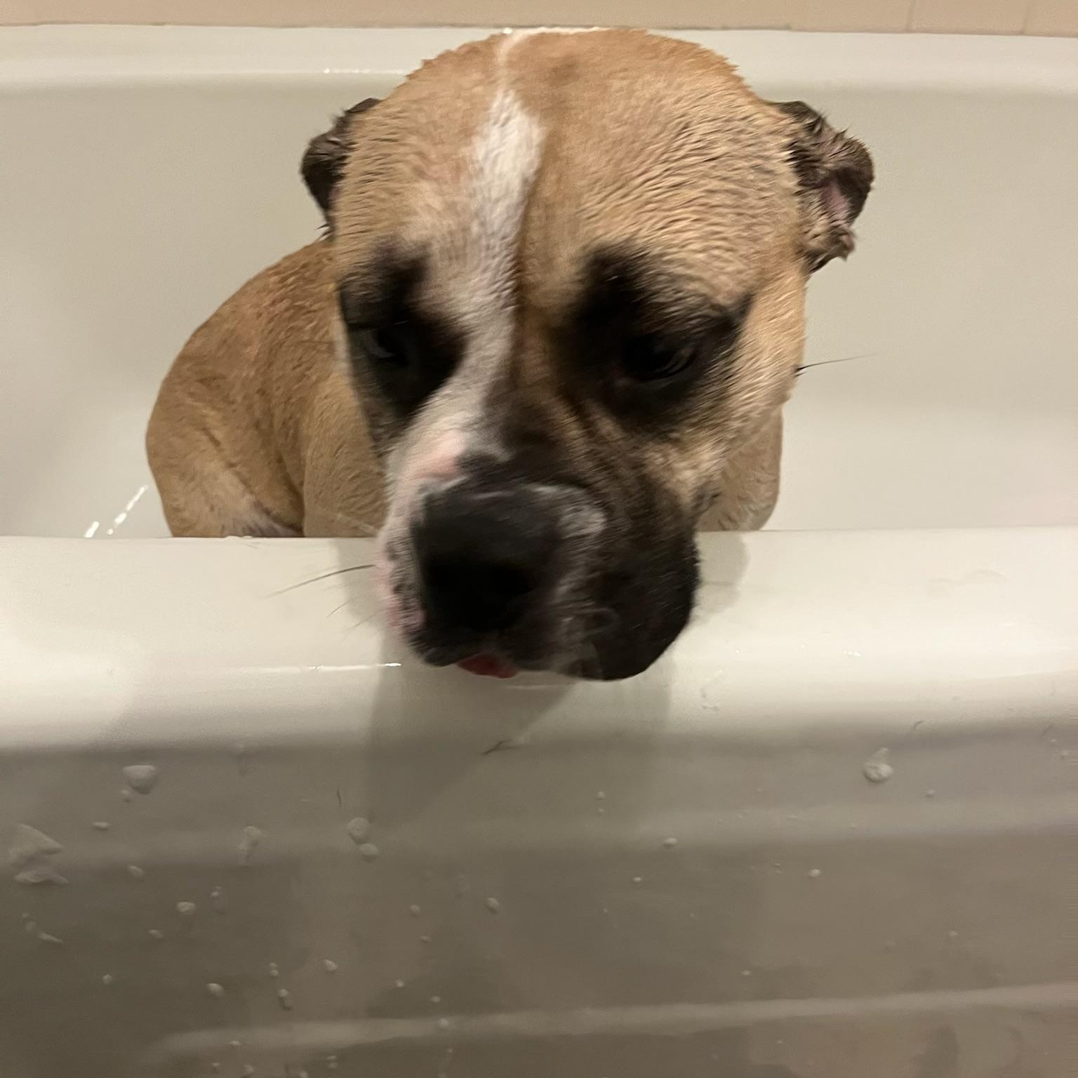 Chickaletta, a Adoptable mixed breed in Chicago, IL image 5/6