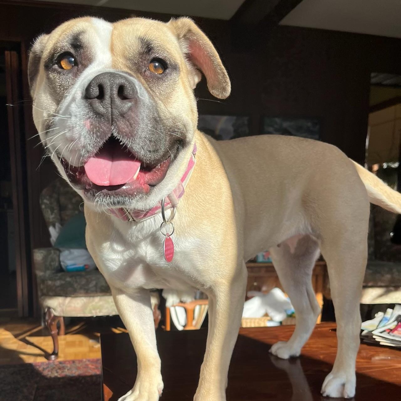 Chickaletta, Adoptable, Adult Female Bulldog.