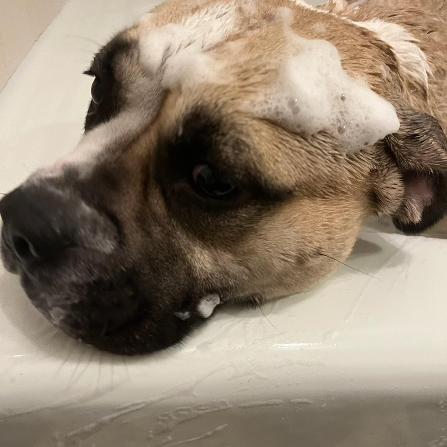 Chickaletta, a Adoptable mixed breed in Chicago, IL image 6/6