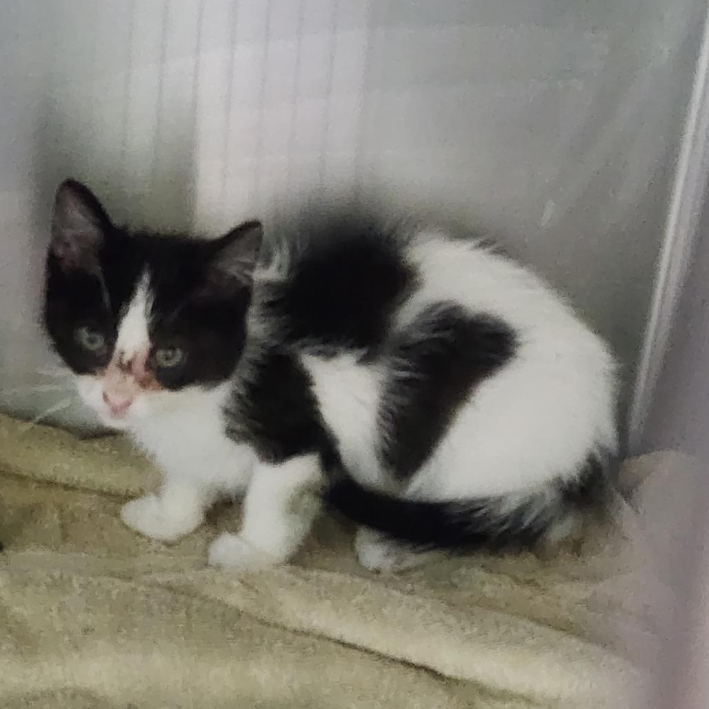 Jazz, Adoptable, Kitten Female Domestic Short Hair.