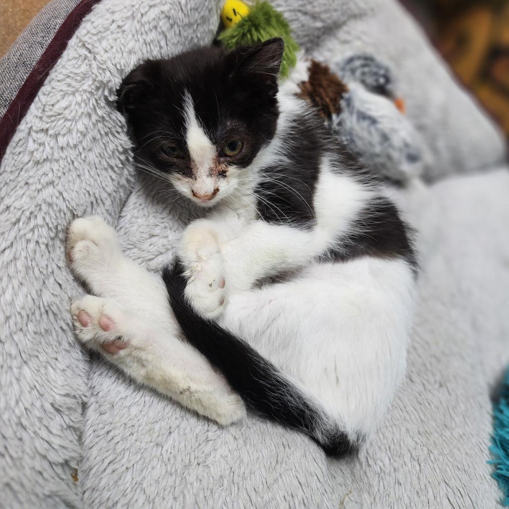 Jazz, a Adoptable Domestic Short Hair in Dixon, IL image 2/3