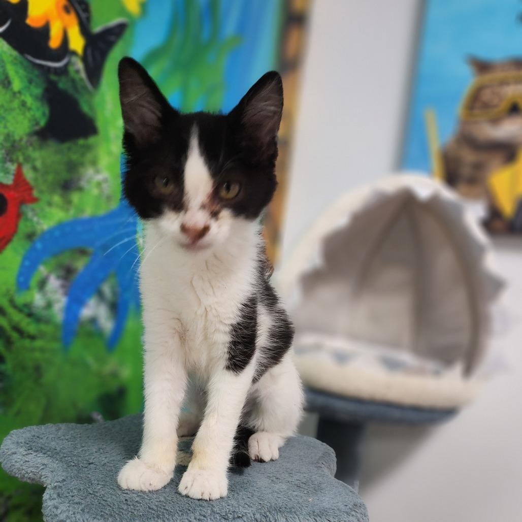 Jazz, a Adoptable Domestic Short Hair in Dixon, IL image 3/3