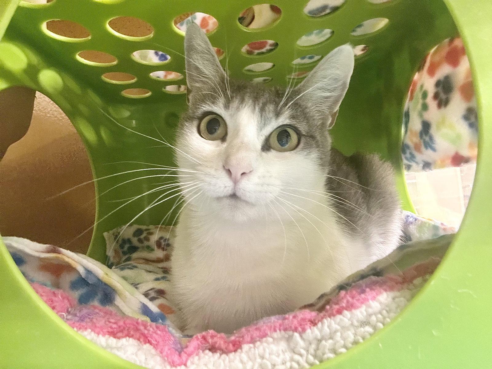 Mika, Adoptable, Young Female Domestic Short Hair.