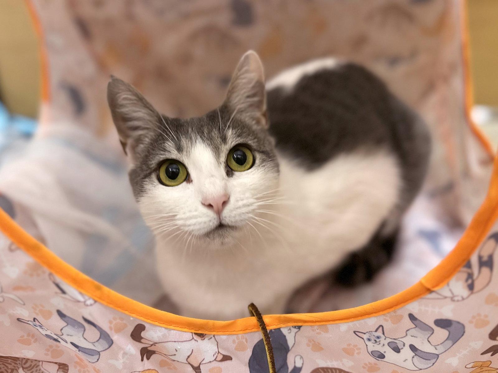 Mika, a Adoptable Domestic Short Hair in Mission Viejo, CA image 1/3