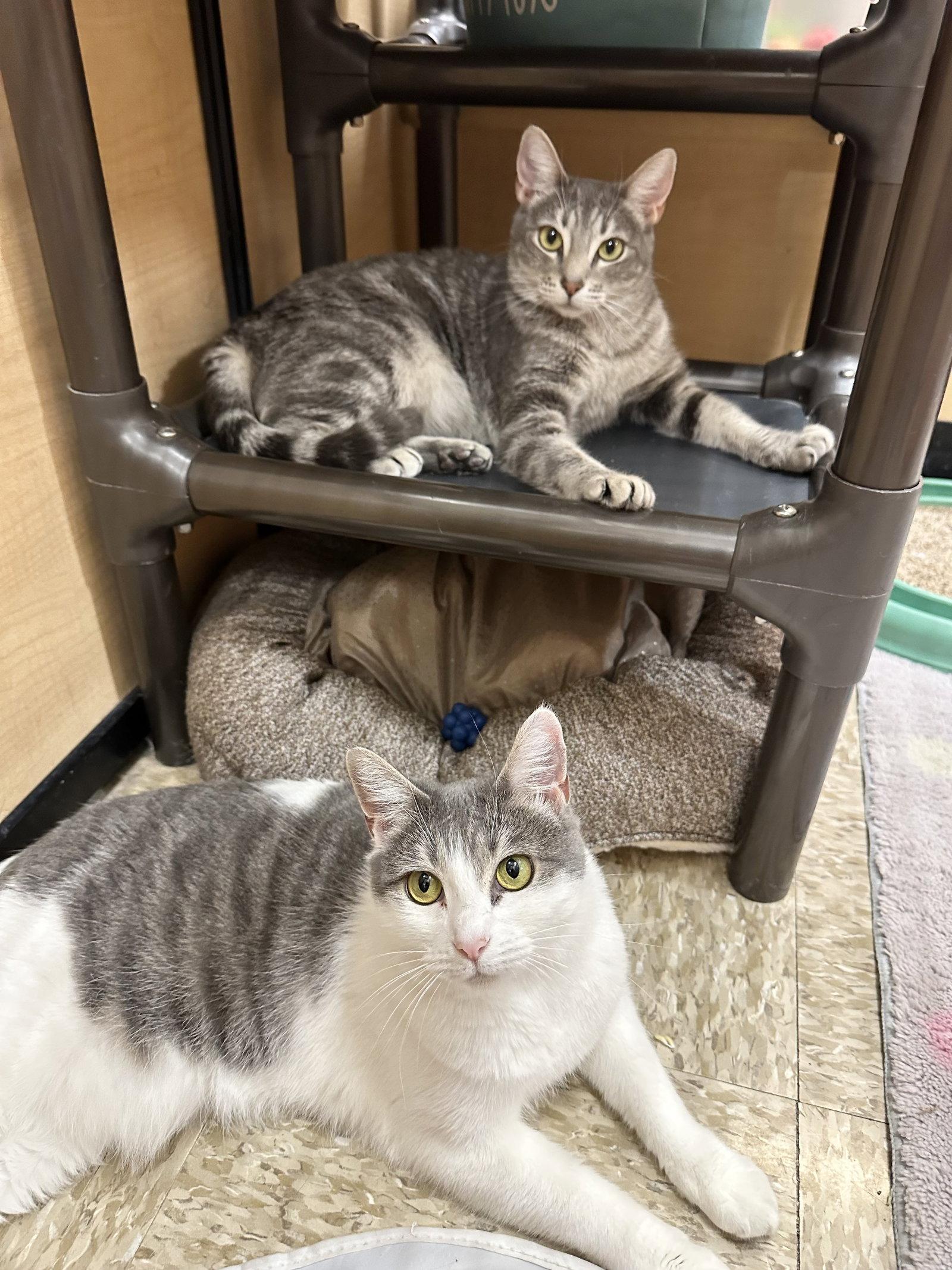 Mika, a Adoptable Domestic Short Hair in Mission Viejo, CA image 2/3