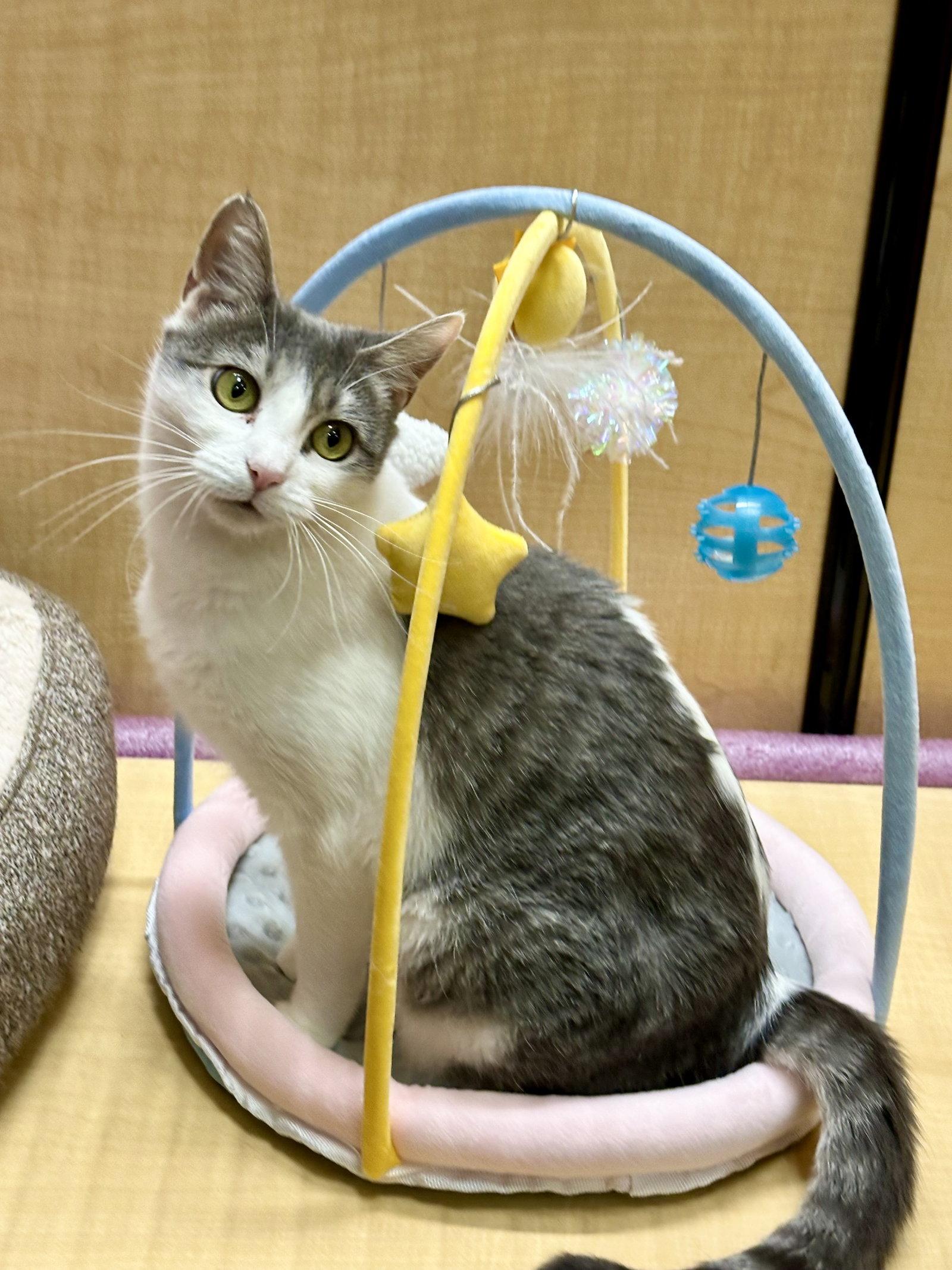 Mika, a Adoptable Domestic Short Hair in Mission Viejo, CA image 3/3