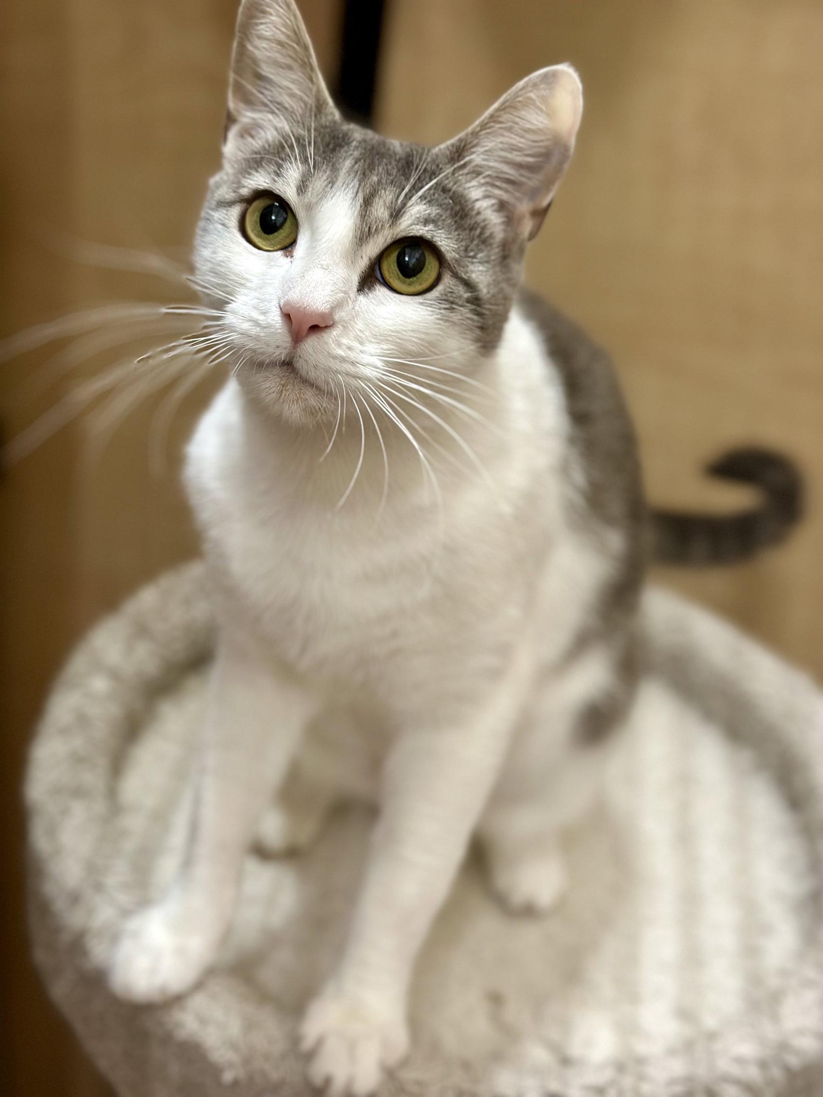 Mika, a Adoptable Domestic Short Hair in Mission Viejo, CA image 2/3