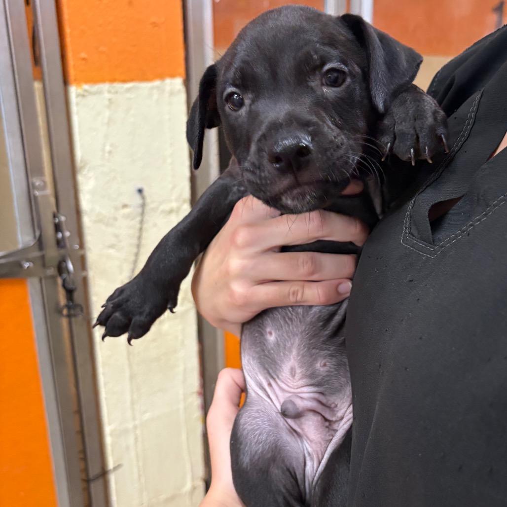 Enlarge Patron, a Adoptable Mixed Breed in Pensacola, FL image 1/1