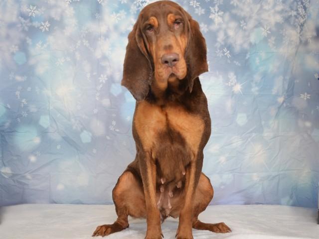 Enlarge CLEMENTINE, a Adoptable mixed breed in Oroville, CA image 1/1