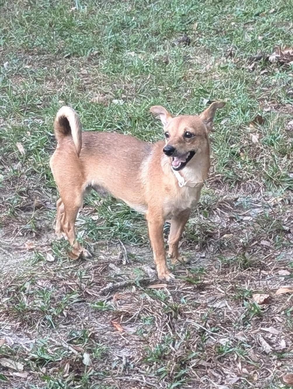 Ducky, a Adoptable Chihuahua in Mobile, AL image 1/2