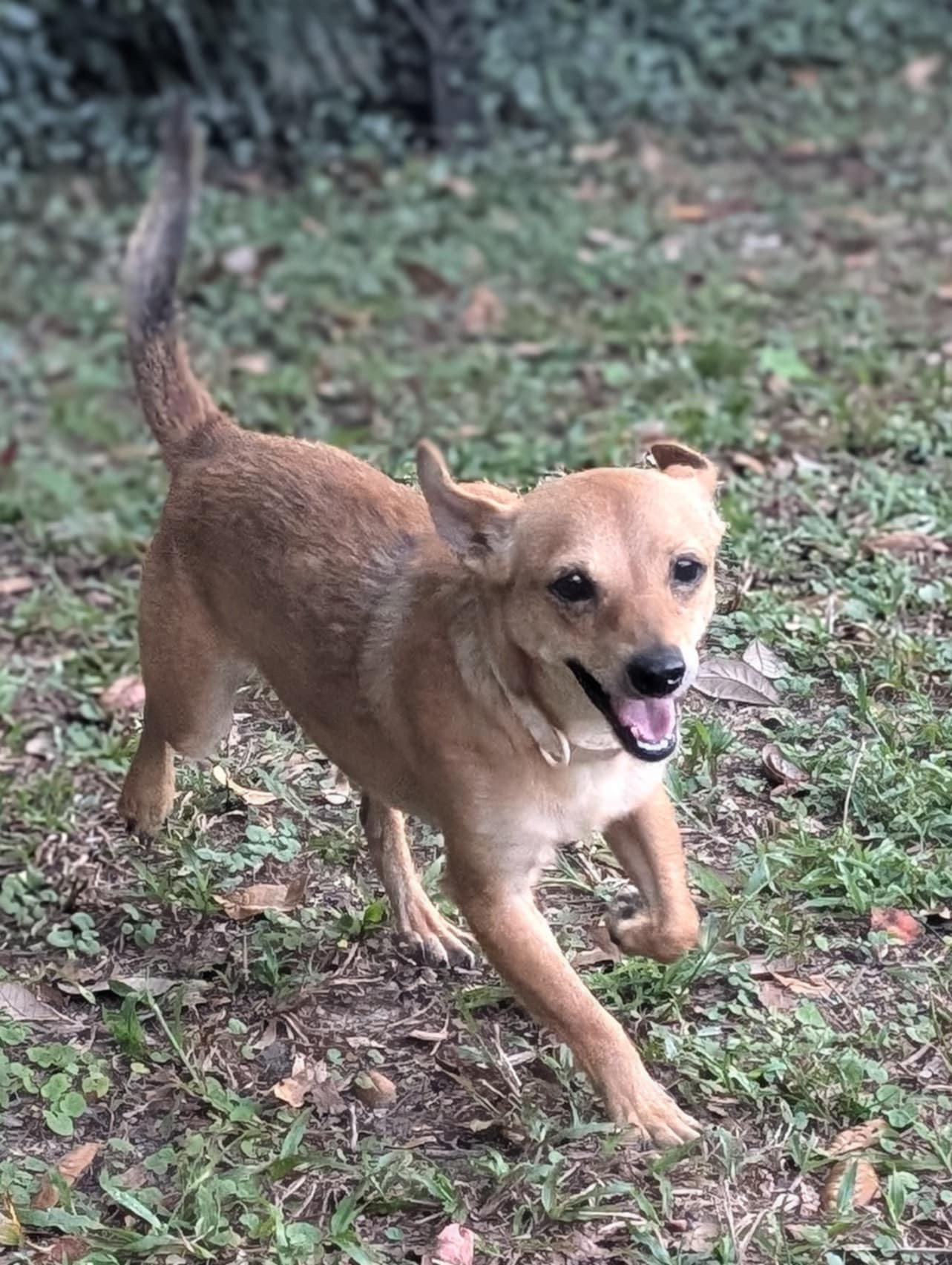 Ducky, a Adoptable Chihuahua in Mobile, AL image 2/2