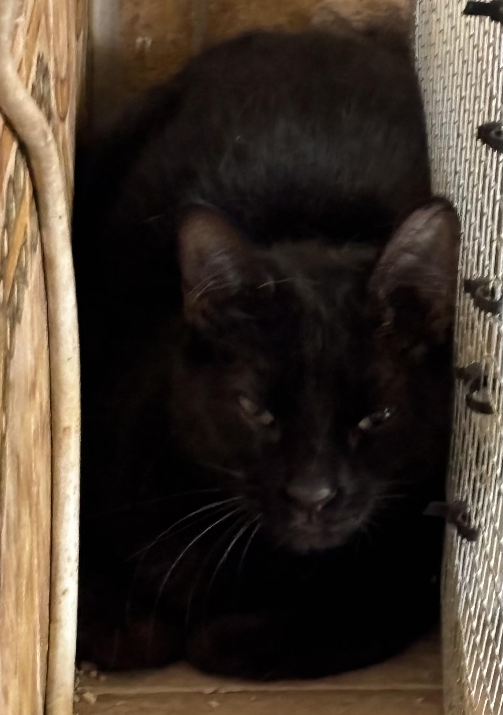 Lisa, ADOPTABLE, Young Female Domestic Short Hair.
