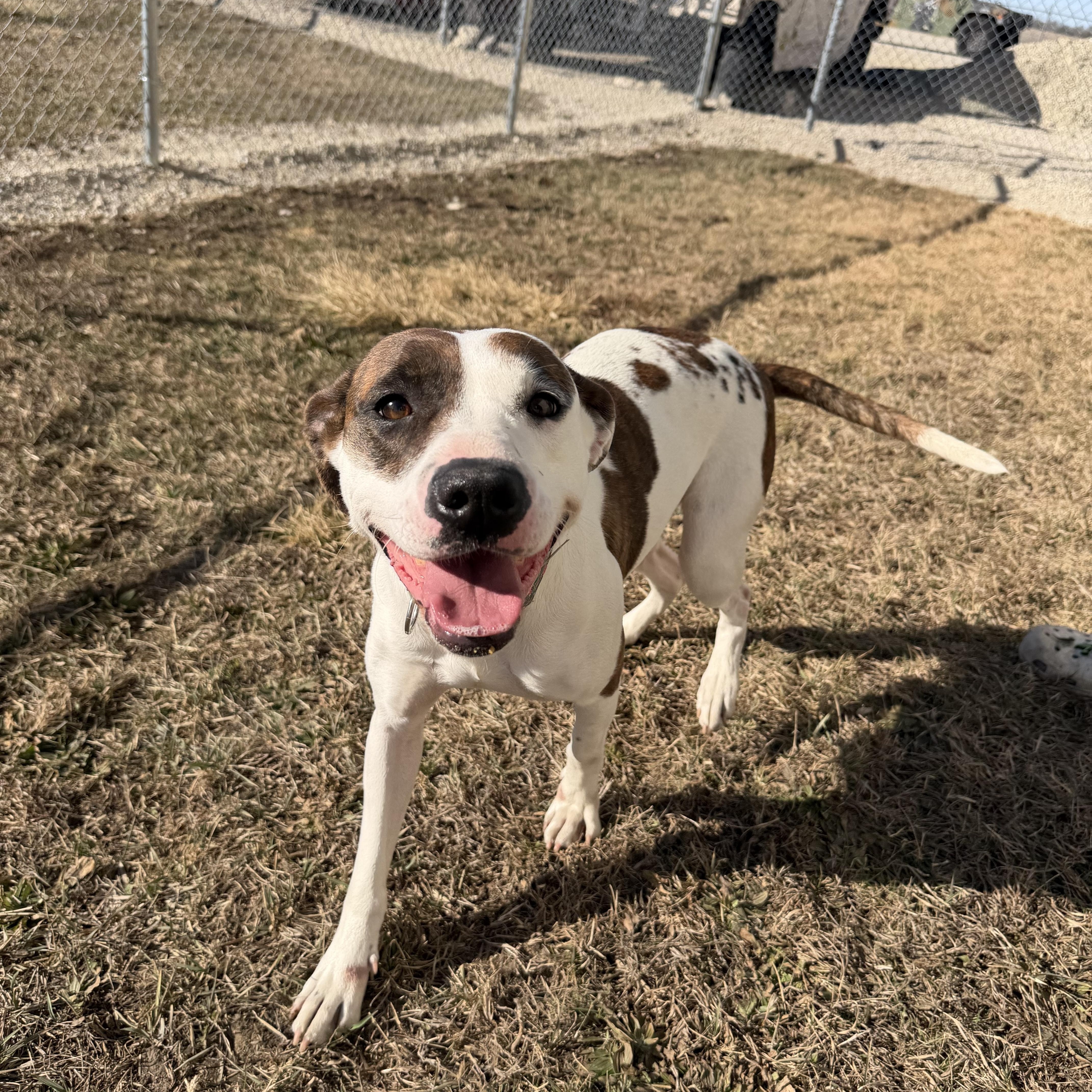 Enlarge Vern, a ADOPTABLE mixed breed in Clinton, IL image 4/4