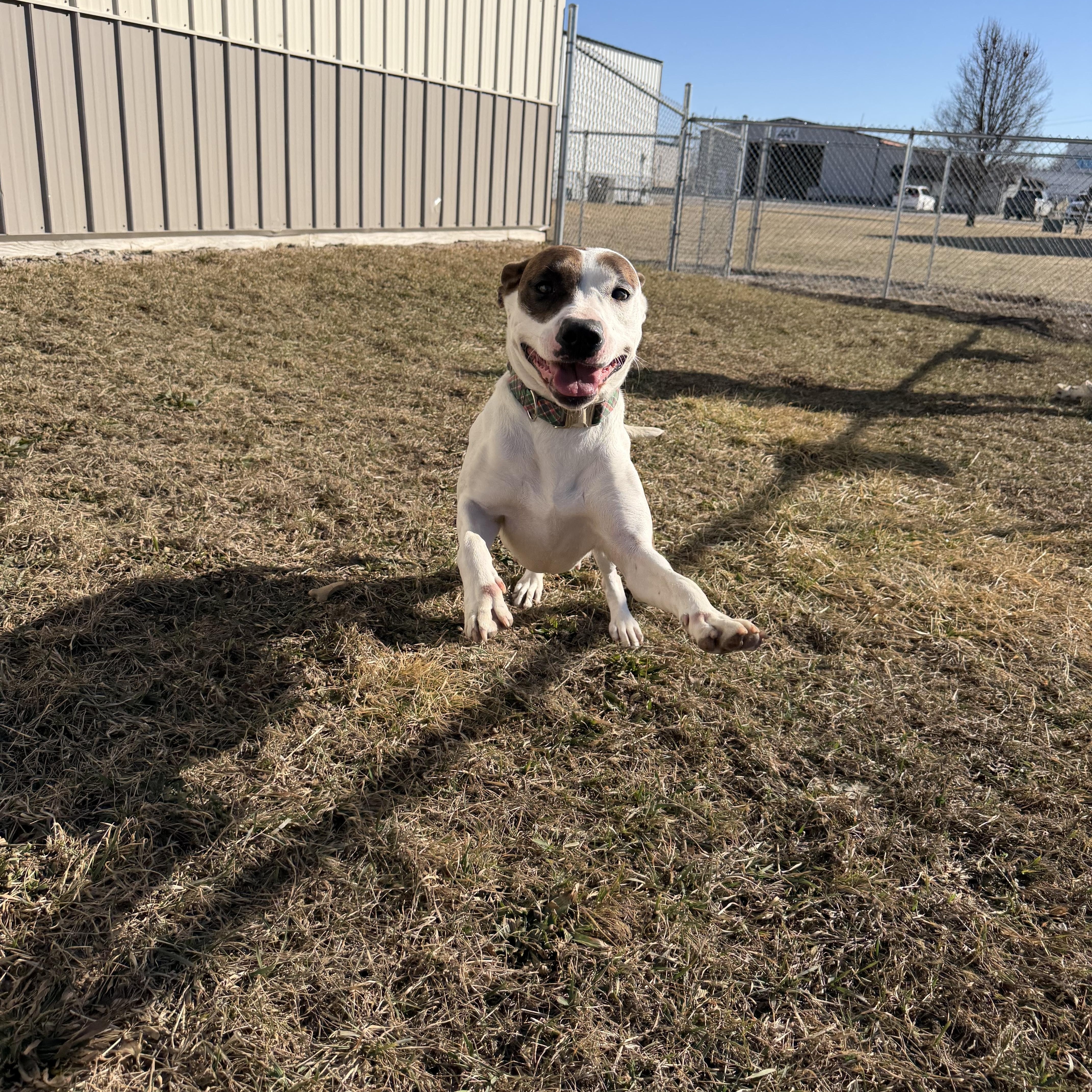 Enlarge Vern, a ADOPTABLE mixed breed in Clinton, IL image 3/4