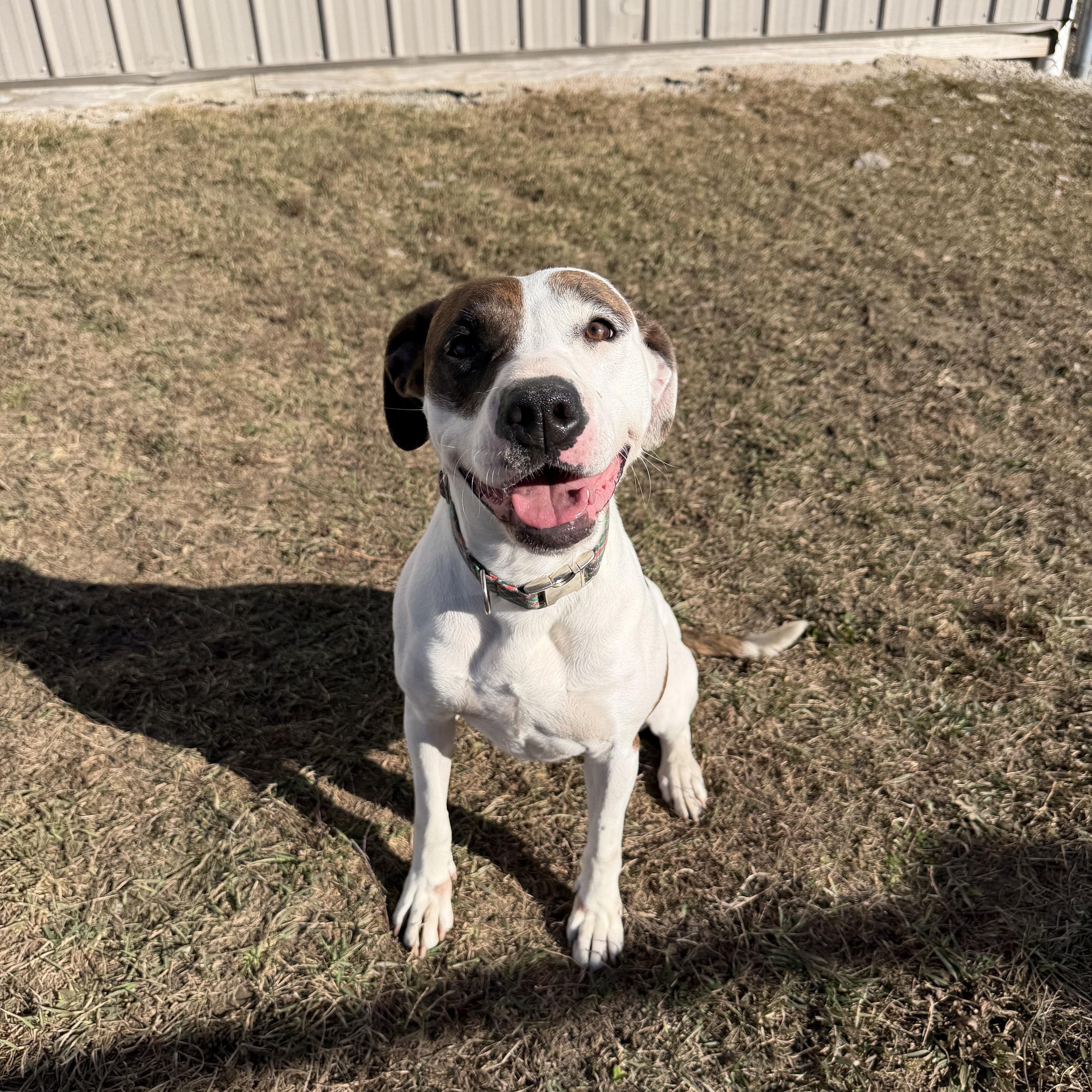 Vern, ADOPTABLE, Young Female Pit Bull Terrier.