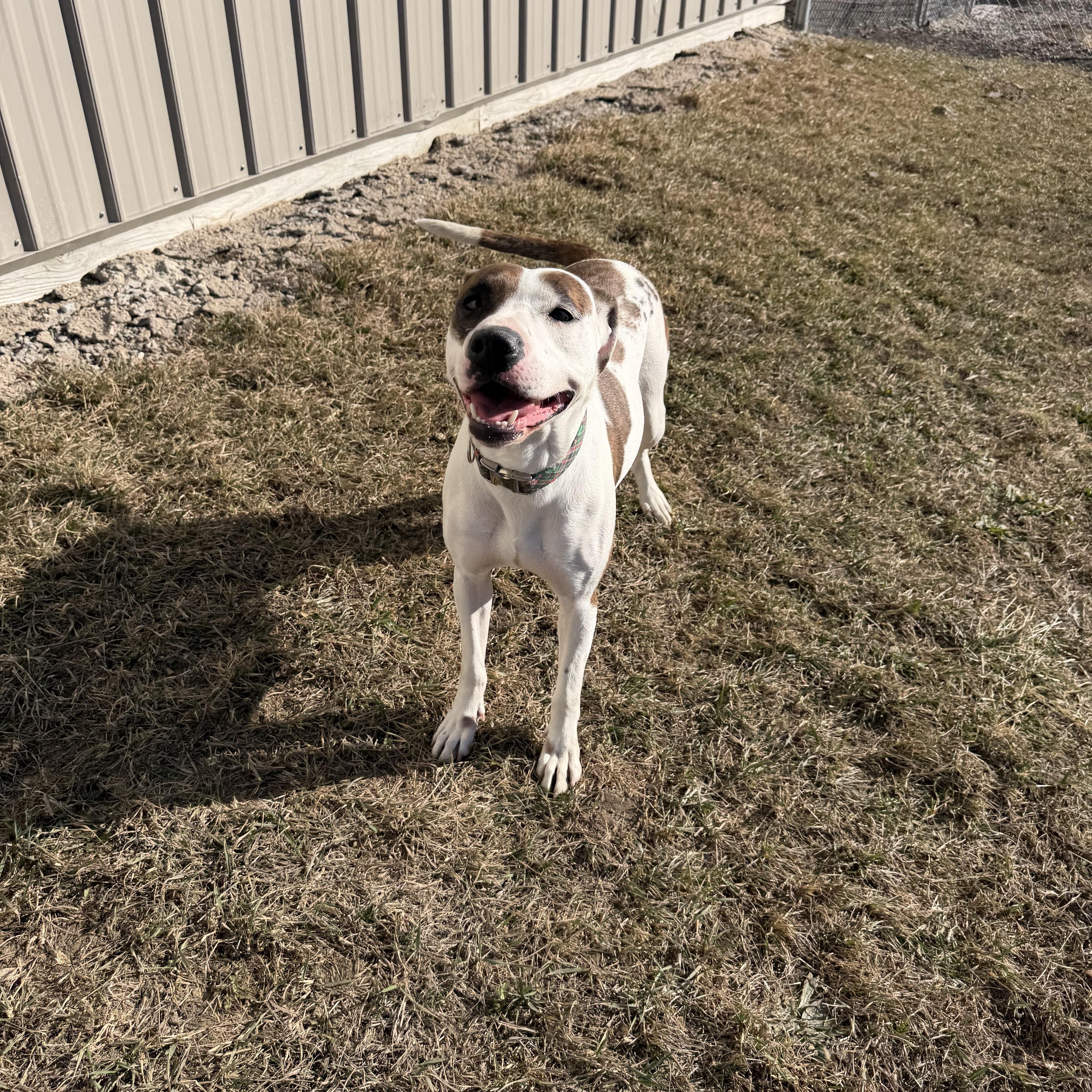 Enlarge Vern, a ADOPTABLE mixed breed in Clinton, IL image 2/4