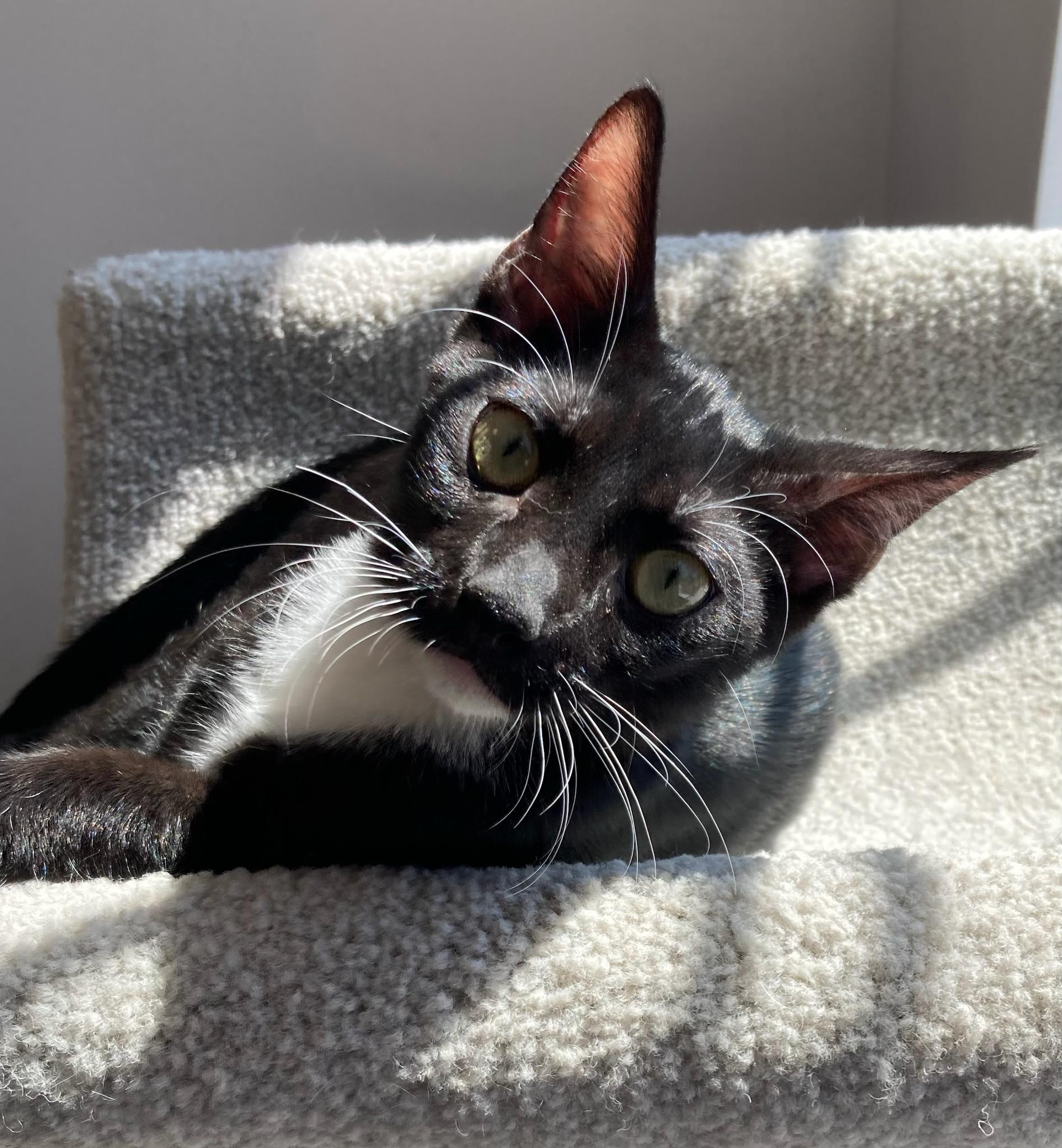 Quincy, adopted, Kitten Male Domestic Short Hair.